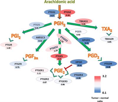 Cyclooxygenase 2-Regulated Genes an Alternative Avenue to the Development of New Therapeutic Drugs for Colorectal Cancer